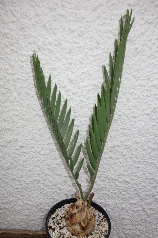 Encephalartos middelburgensis stofberg 7cm caudex