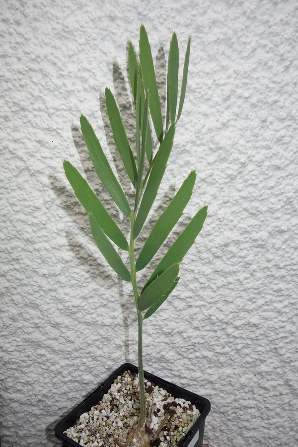 Encephalartos eugene-maraisii 3cm caudex