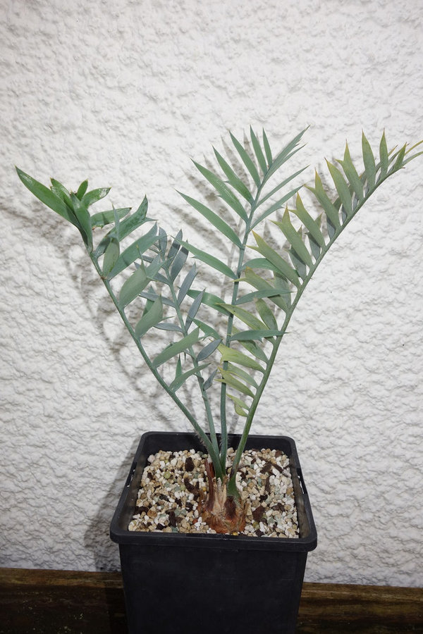 Encephalartos horridus 3,5cm caudex