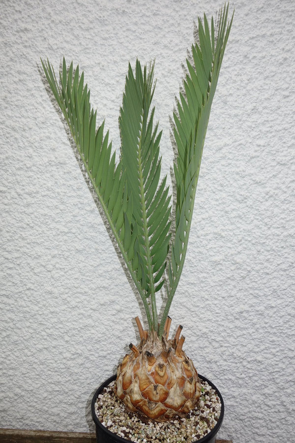 Encephalartos middelburgensis 15cm caudex