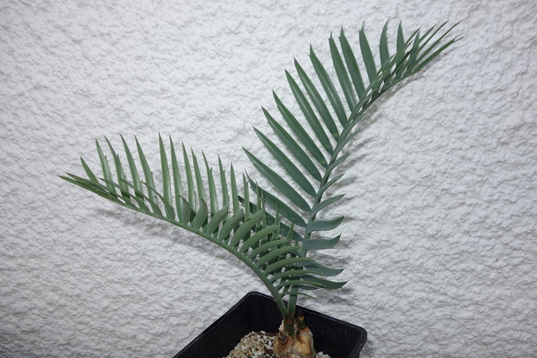 Encephalartos lehmannii 3,5cm Caudex