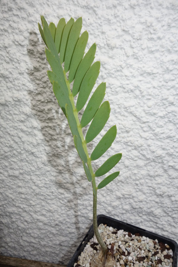 Encephalartos eugene-maraisii 4cm caudex