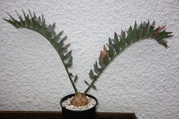 Encephalartos horridus 7cm caudex