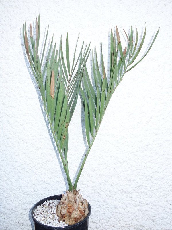 Encephalartos middelburgensis 9cm caudex
