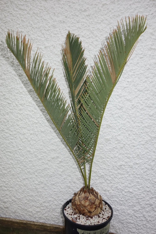 Encephalartos friderici-guilielmi 12cm Caudex
