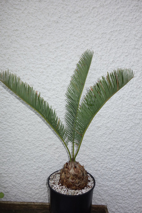 Encephalartos friderici-guilielmi 12cm Caudex
