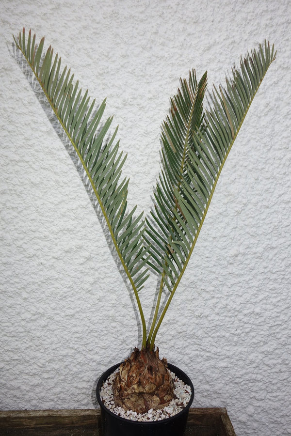 Encephalartos friderici-guilielmi 9cm Caudex