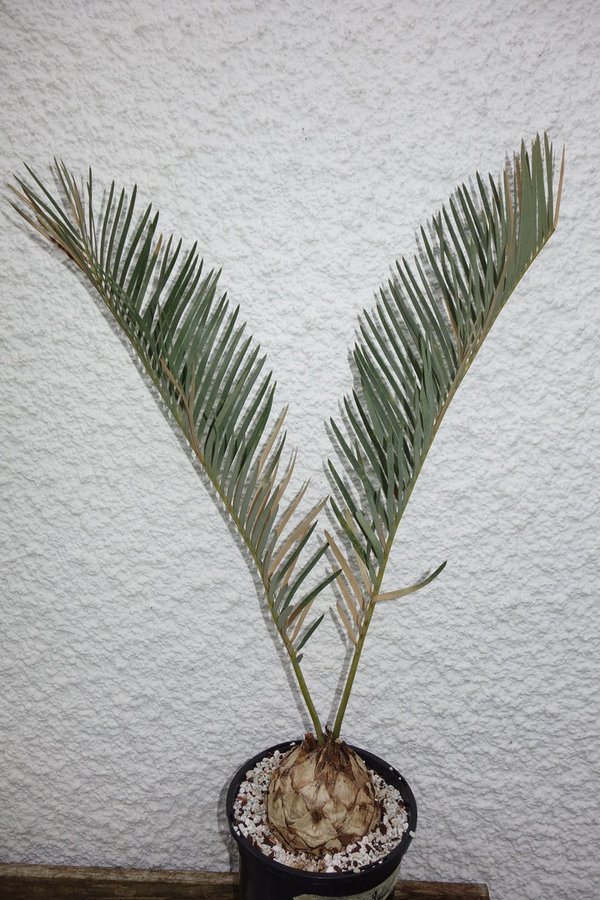 Encephalartos friderici-guilielmi 9cm Caudex