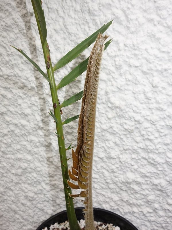 Encephalartos barteri allochrous 8cm Caudex